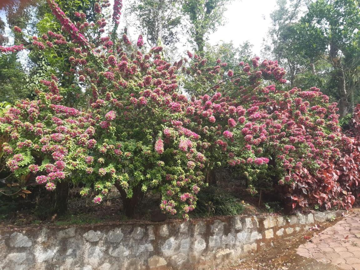 Athena Homestay Somvārpet Εξωτερικό φωτογραφία